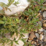 Aptenia cordifolia  - IJskruid, Sodaplant
