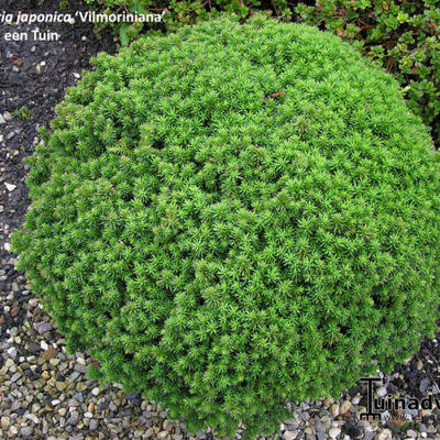 Cipres - Cryptomeria japonica 'Vilmoriniana