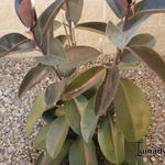 Ficus elastica - Rubberplant