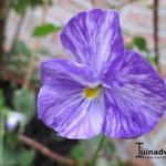 Viola cornuta 'Columbine' - Viooltjes