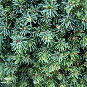 Pinus mugo 'Kissen'