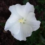 Hibiscus syriacus ‘Melwhite' - Altheastruik