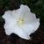 Hibiscus syriacus ‘Melwhite'