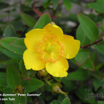 Hertshooi, Sint-Janskruid - Hypericum x dummeri 'Peter Dummer'