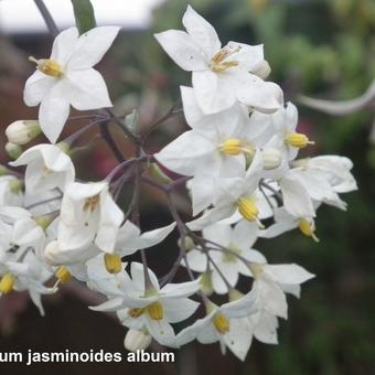 Solanum jasminoides 'Album'