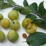 Prunus domestica 'Reine Claude d'Oullins' - Pruimelaar