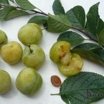 Pruimelaar - Prunus domestica 'Reine Claude d'Oullins'