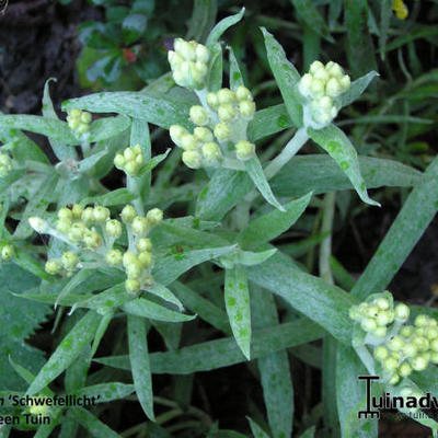 Siberische edelweiss - Helichrysum 'Schwefellicht'