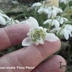Galanthus nivalis 'Flore Pleno' - Sneeuwklokje - Galanthus nivalis 'Flore Pleno'