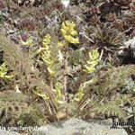 Corydalis cheilanthifolia - Helmbloem