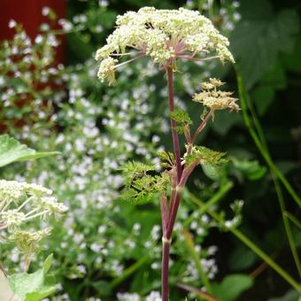 Selinum wallichianum