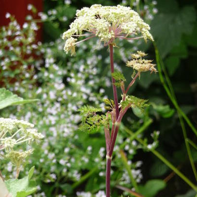 Karwijselie - Selinum wallichianum