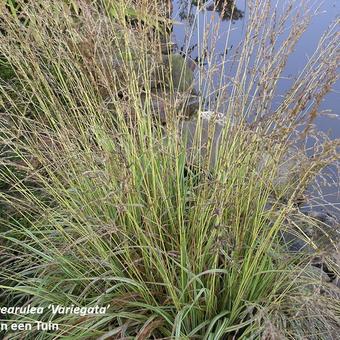 Molinia caerulea subsp. caerulea 'Variegata'