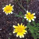 Chrysanthemum coronarium - Gekroonde ganzebloem