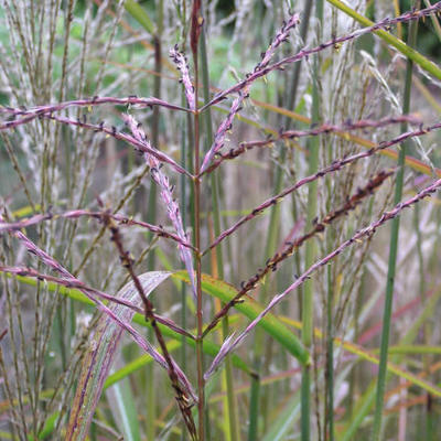 Prachtriet - Miscanthus sinensis 'Samurai'