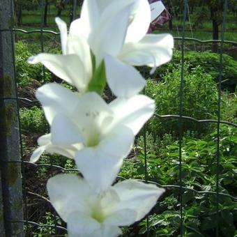Gladiolus 'Bangladesh'