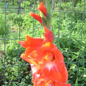 Gladiolus x hortulanus 'Traderhorn'