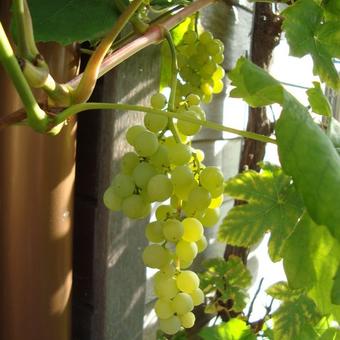 zomer Uitsteken animatie Druif, pitloze - Vitis vinifera 'Himrod' | Planten online kopen