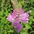 Physostegia virginiana 'Bouquet Rose'