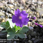 Primula marginata 'Kesselring's Variety' - Sleutelbloem