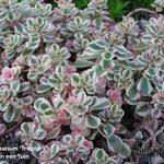 Sedum spurium 'Tricolor' - Kaukasische muurpeper, roze vetkruid