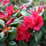 Rhododendron ‘Scarlet Wonder’  - Rododendron