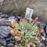 Sempervivum calcareum 'Grigg's Surprise' - Huislook
