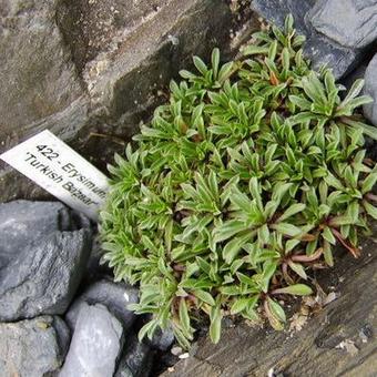 Erysimum 'Turkish Bazaar'