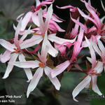 Pelargonium 'Pink Aura' - Geranium