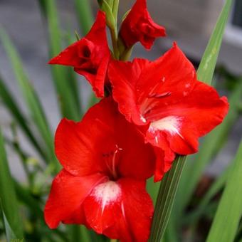 Gladiolus x hortulanus 'Traderhorn'