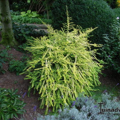 Chinese kamperfoelie - Lonicera nitida 'Baggesen's Gold'