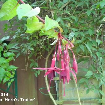 Fuchsia 'Herps Trailer'