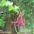 Fuchsia 'Herps Trailer'