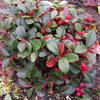 Bergthee - Gaultheria procumbens