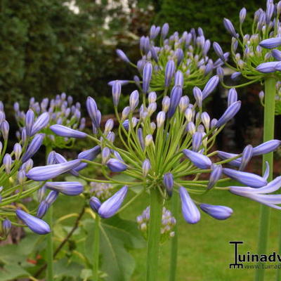 Afrikaanse lelie 'Donau' - Agapanthus 'Donau'