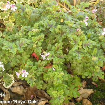 Pelargonium 'Royal Oak'