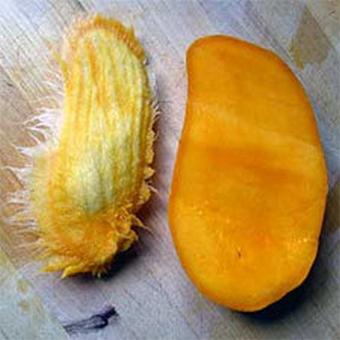 Mangifera indica