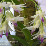 Dendrobium amethystoglossum - Orchidee