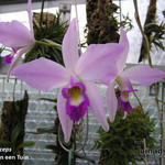 Laelia anceps - Orchidee