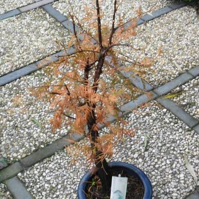 Watercypres - Metasequoia glyptostroboides