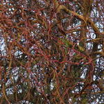 Salix 'Erythroflexuosa' - Krulwilg, kronkelwilg