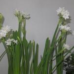 Narcissus papyraceus  - Narcis, Paperwhite
