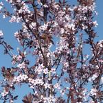 Prunus cerasifera 'Nigra'  - Kerspruim - Prunus cerasifera 'Nigra' 