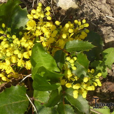 Mahonia - Mahonia aquifolium 'Apollo' 