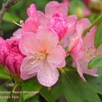 Rhododendron 'Percy Wiseman' - Rododendron