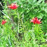 Lilium 'Monte Negro' - Lelie/aziatische