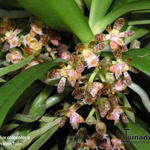Gastrochilus calceolaris - Orchidee