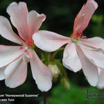 Pelargonium 'Honeywood Suzanne' - Geranium