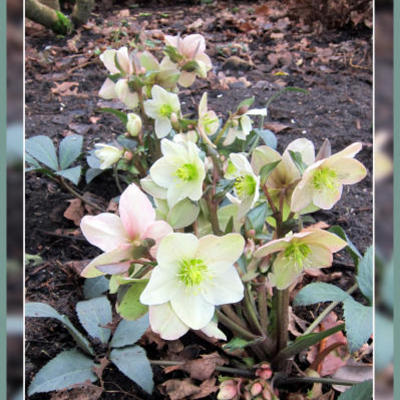 Nieskruid - Helleborus x nigercors 'Emma'