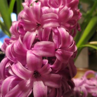 Hyacinthus orientalis 'Purple Sensation'